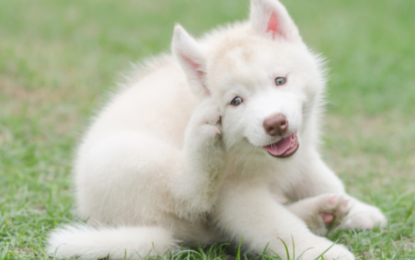 How to deal with dog skin scratches? Timely cleaning is important