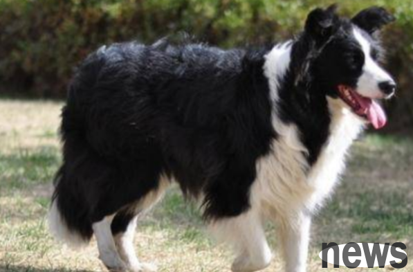 What s wrong with a dog suddenly limp? Come and have a look