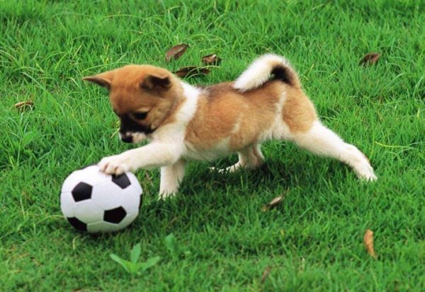What should I do if the dog can t pull out the shit and seep water?