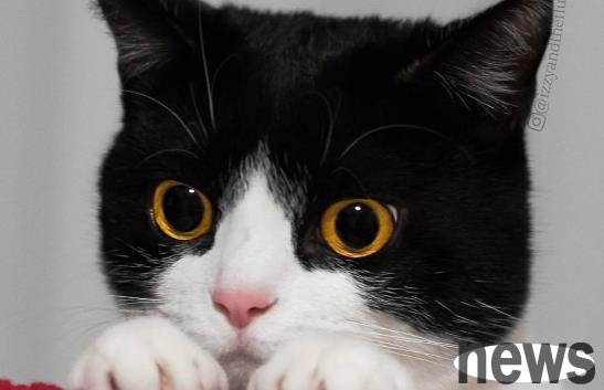 The shoveler has to work overtime, but the cow cat is lying on the computer to cover the keyboard tightly, and the owner is laughing and crying