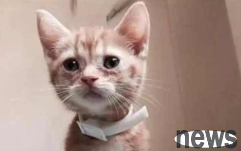 The usually clingy cat suddenly stopped sleeping with him, and the reason behind it is actually...