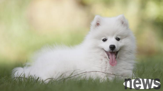 How to train a dog to be timid? The master sees it