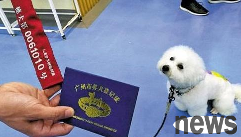 Complete guide to apply for a work dog certificate for dogs