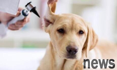 What are the three common ear canal diseases in dogs? Do you know