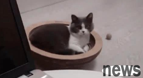 The owner eats mangosteen, and the cat s expression changes. The owner: Listen to my explanation, it s not what you think