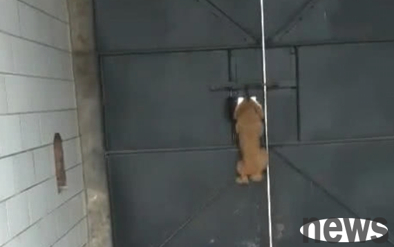 Teddy can always escape from prison and run away. The owner s curiosity leads to supervision. After watching the video, his jaw dropped.