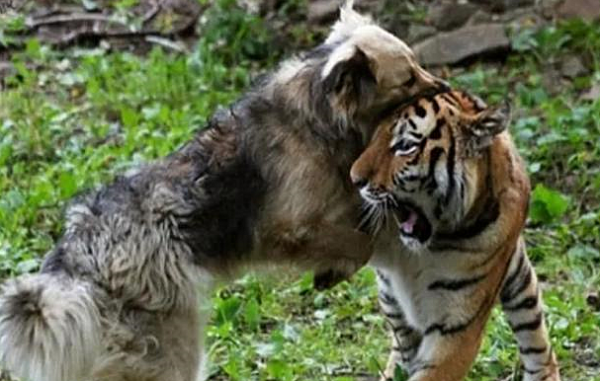 In order to arouse the wolfish nature of tigers and lions, animal breeders locked up local dogs and looked at them the next day: Is this the other way around?